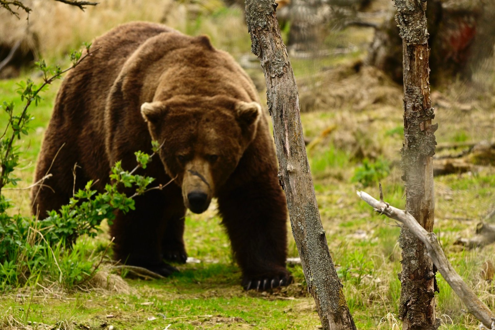 All hail the new Fat Bear Champion