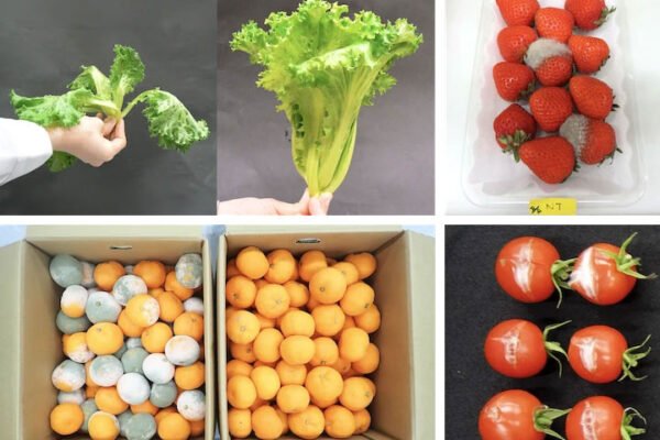 This Sudden Blast of Light Puts Produce Into Defense Mode to Stay Fresh