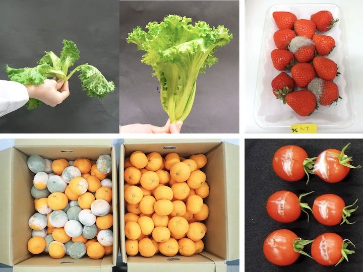 This Sudden Blast of Light Puts Produce Into Defense Mode to Stay Fresh